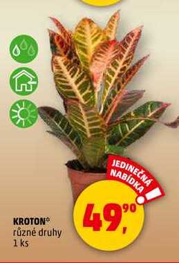 KROTON, 1 ks 