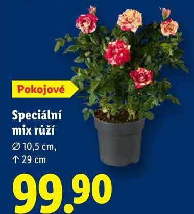Speciální mix růží Ø