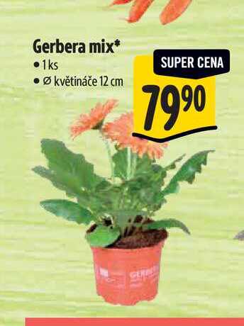Gerbera mix, pr. květináče 12 cm  