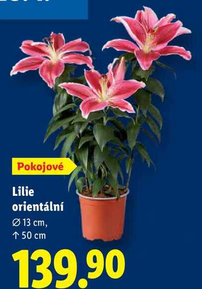 Lilie orientální 