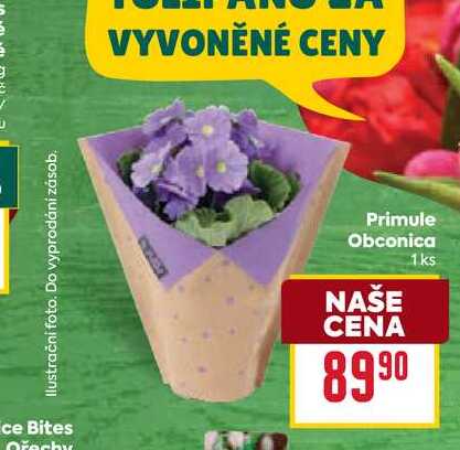 Primule Obconica 1 ks