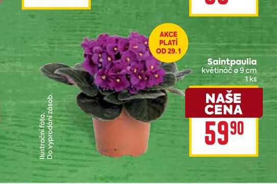Saintpaulia květináč o 9 cm 1ks 
