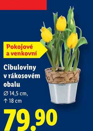 Cibuloviny v rákosovém obalu