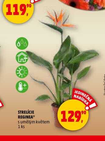 STRELÍCIE REGINEA s umělým květem, 1 ks