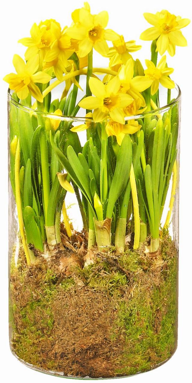 Rostliny ve skleněném květináči narcis, hyacint