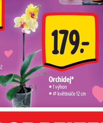   Orchidej 1 výhon, pr. květináče 12 cm 