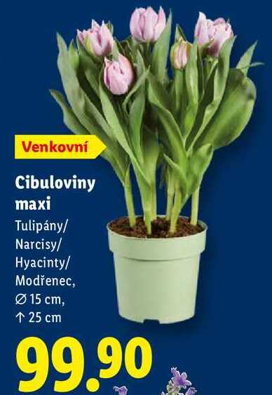 Cibuloviny maxi 
