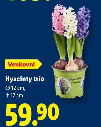 Hyacinty trio 