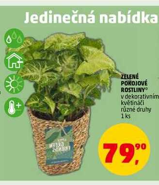 ZELENÉ POKOJOVÉ ROSTLINY, 1 ks