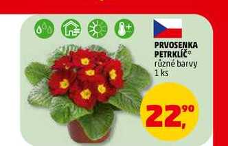 PRVOSENKA PETRKLÍČ, 1 ks 