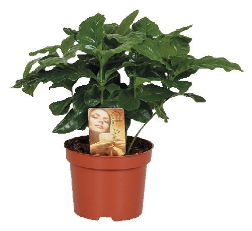 Okrasné pokojové rostliny, 1 KS