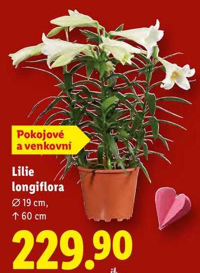Lilie longiflora 
