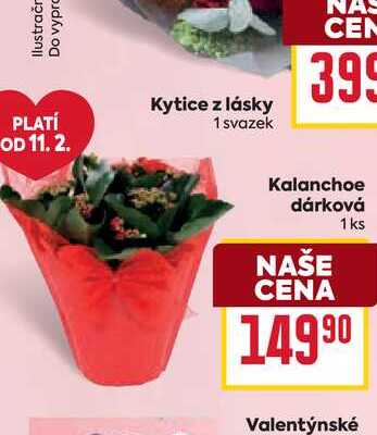 Kalanchoe dárková 1 ks
