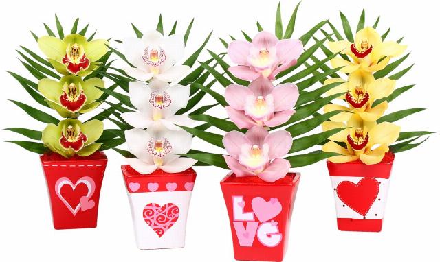 Orchidea Cymbidium 3 květy v dárkovém balení