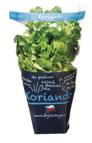 Koriandr v květináči, 1 KS