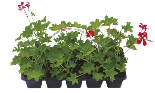 Pelargonium peltatum 10pack, 1 KS