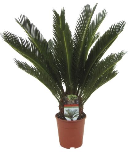 Cycas revoluta