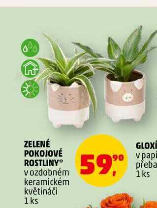 ZELENÉ POKOJOVÉ ROSTLINY, 1 ks