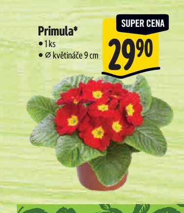 Primula, pr. květináče 9 cm