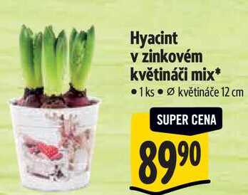 Hyacint v zinkovém květináči mix