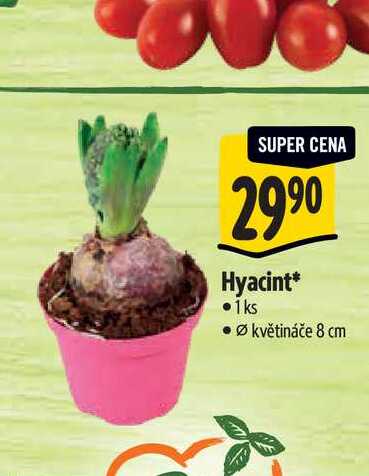 Hyacint, pr. květináče 8 cm