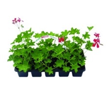 MUŠKÁT PŘEVISLÝ (PELARGONIUM PELTATUM)