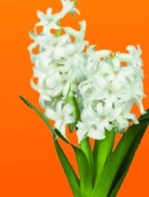 HYACINT VÝCHODNÍ (HYACINTHUS ORIENTALIS)