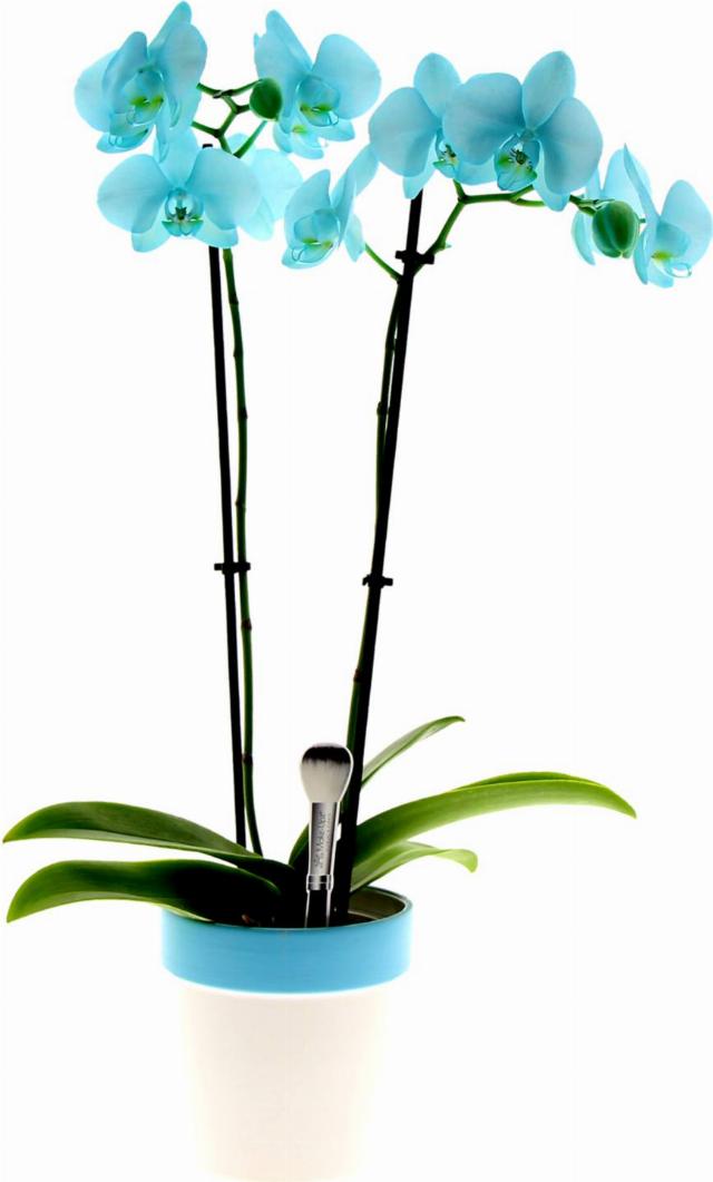 Orchidea Phalaenopsis v keramickém květináči 2 výhony barvená