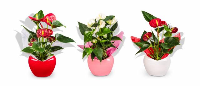 Anthurium andreanum v keramickém květináči srdce