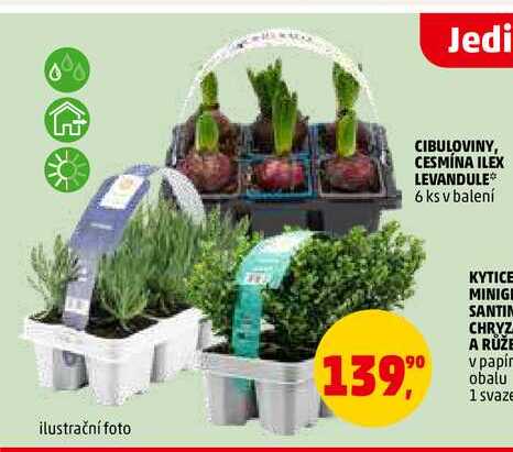 CIBULOVINY, CESMÍNA ILEX LEVANDULE, 6 ks 