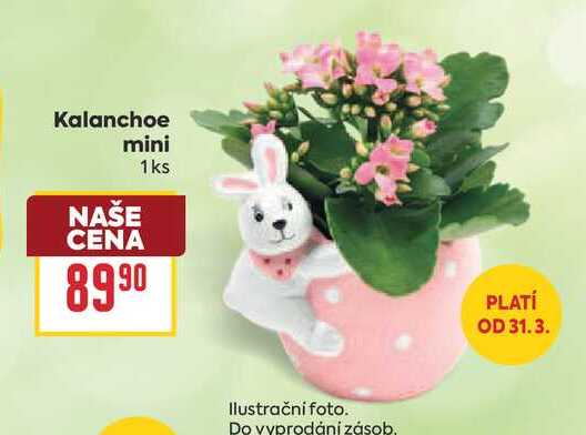 Kalanchoe mini 1ks