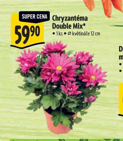  Chryzantéma Double Mix, pr. květináče 12 cm  