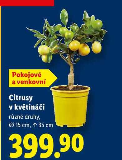 Citrusy v květináči