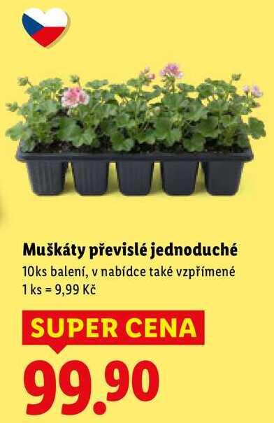 Muškáty převislé jednoduché, 10 ks