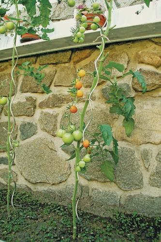 Spirálové tyče na rajčata a fazole, 1 KS