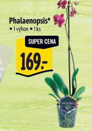 Phalaenopsis 1 ks