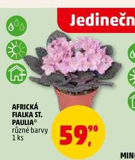 AFRICKÁ FIALKA ST. PAULIA, 1 ks
