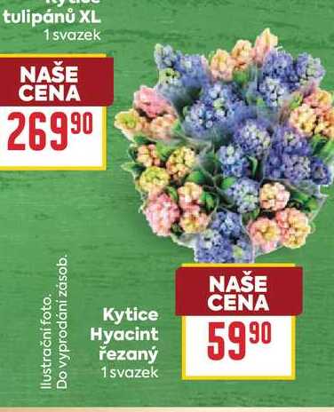 Kytice Hyacint řezaný 1 svazek 