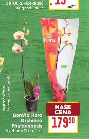BonVia Flora Orchidea Phalaenopsis květináč 12 cm, 1 ks