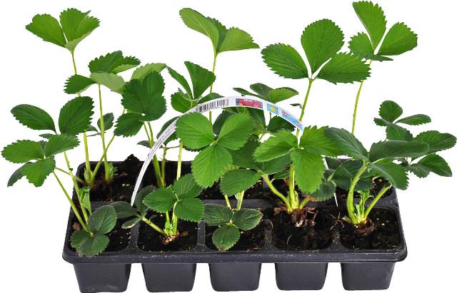 Jahody jednouplodící 10pack sadba