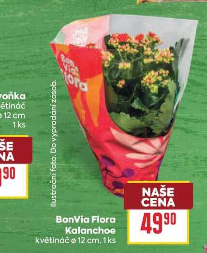 BonVia Flora Kalanchoe květináč o 12 cm, 1ks 