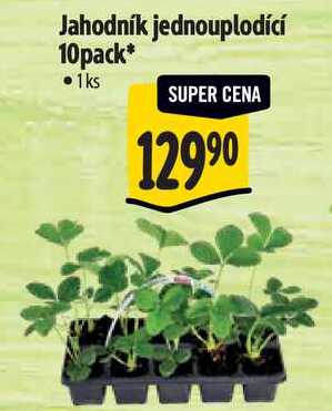 Jahodník jednouplodící 10pack