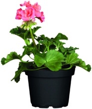 MUŠKÁT VZPŘÍMENÝ (PELARGONIUM ZONALE)