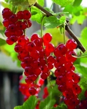 ČERVENÝ RYBÍZ (RIBES RUBRUM)
