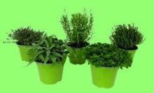 MIX ITALSKÝCH BYLINEK