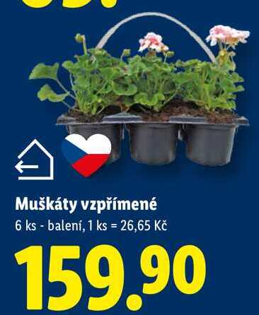 Muškáty vzpřímené, 6 ks