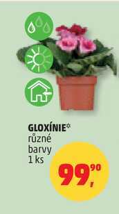 GLOXÍNIE, 1 ks 