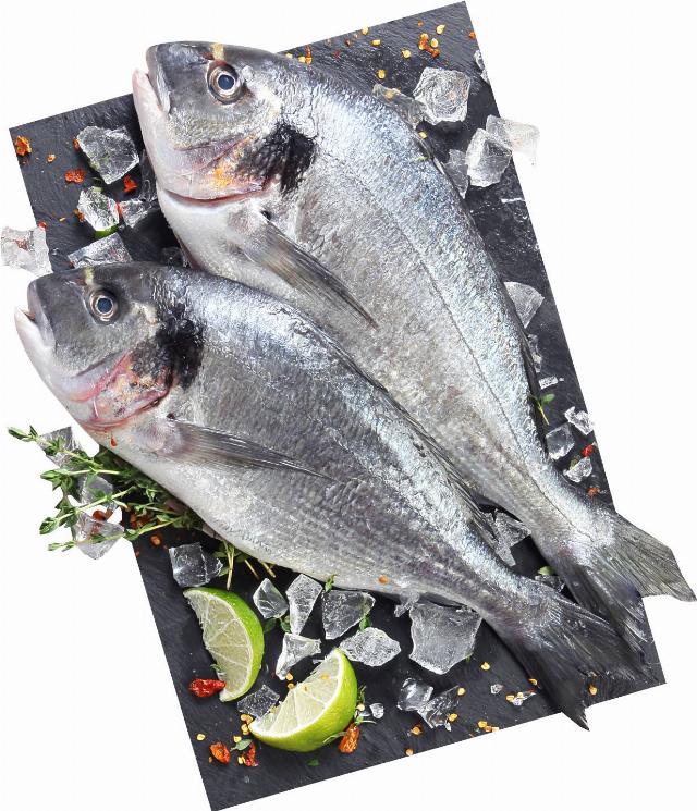 Pražma celá (Sparus aurata)