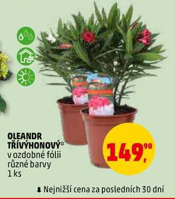 OLEANDR TŘÍVÝHONOVÝ, 1 ks