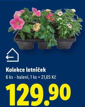 Kolekce letniček, 6 ks